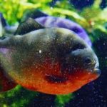 Piragnia