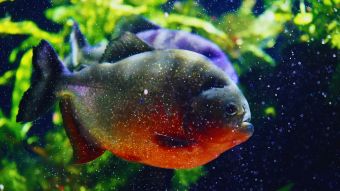 Piragnia