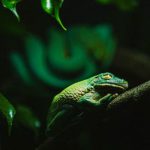 Chameleónovité