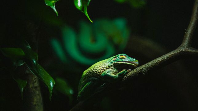 Chameleónovité